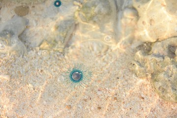 Blue Jellyfish near sea shore