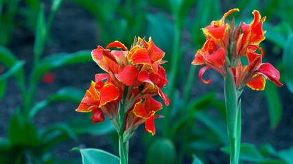 red flower