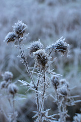 Frosted meadow grass. Winter time. White ice crystals.