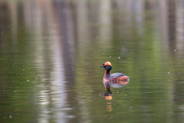 The horned grebe or Slavonian grebe (Podiceps auritus) is a relatively small waterbird in the family Podicipedidae. Slavonian grebe [Podiceps auritus] in water.