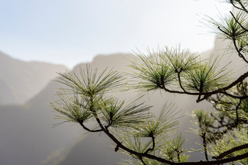 La Palma: Wanderung im Nationalpark Caldera de Taburiente - Kiefern im Gegenlicht