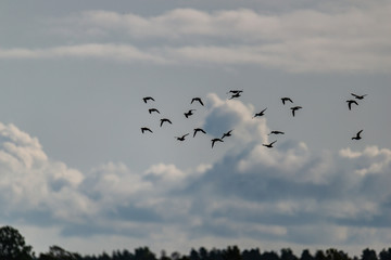 flock of birds flying in blue sky