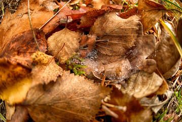 Water droplets on spiderweb in the middle of fallen autumn leaves.