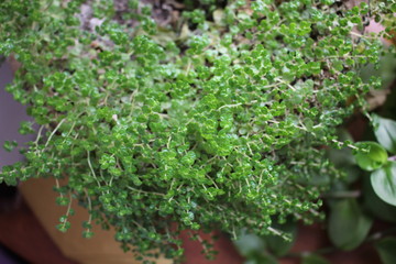parsley on wooden table