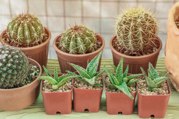 Potted cactus and succulent plant on shelf.