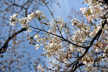 春の東京の石神井川沿いで咲く桜の花の風景