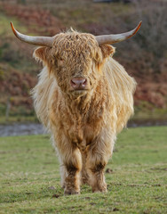 Vache highland