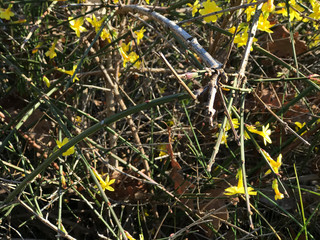 Blooming bush of small yellow flowers 