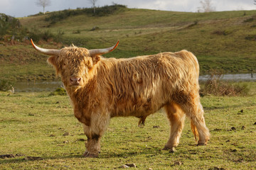 Vache highland