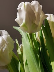 white tulip on black background