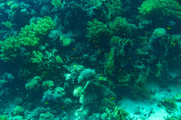 A thriving,healthy coral reef covered in hard corals, soft coral with abundant fish life. toned