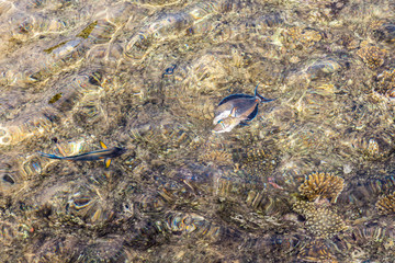 Coral under clear water. Abstract marine background. Blurry