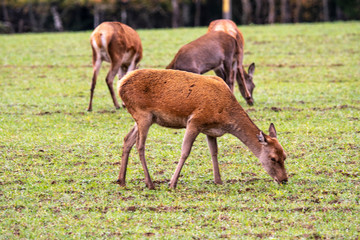 Forest idyll. Four deer buck in a green meadow © Stanislau Vyrvich