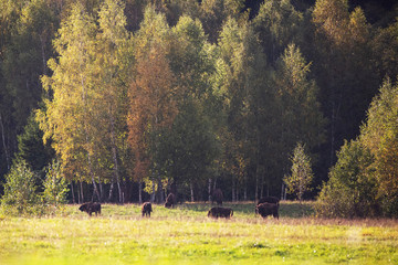A herd of bison grazes in a meadow near the forest © Stanislau Vyrvich