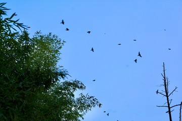 flying bery