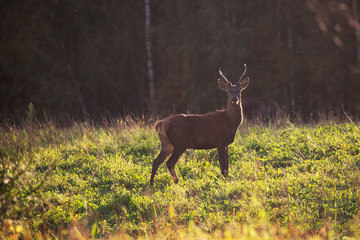 Beautiful little deer in a meadow near the fores