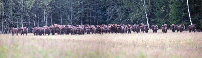 Naklejka na ściany i meble A herd of bison was built about the command at attention