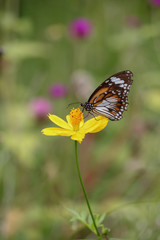 Butterfly on the cosmos flower  or Sulfur cosmos or Yellow cosmos