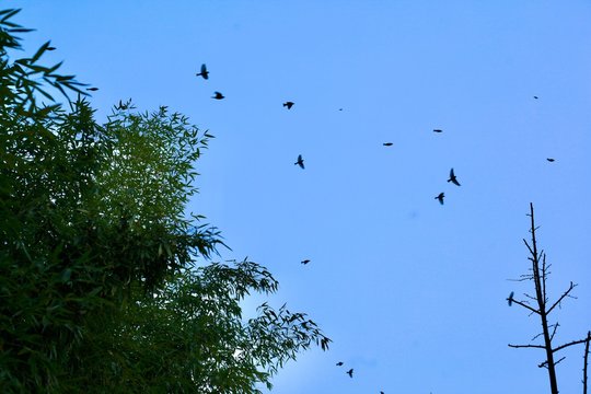 flying bery