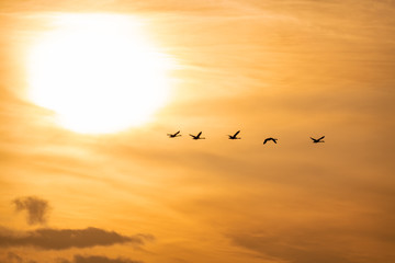 Flying Swan Silhouettes at Sunrise