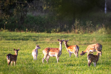 Naklejka na ściany i meble A herd of beautiful sika deer basks in the sun in a forest