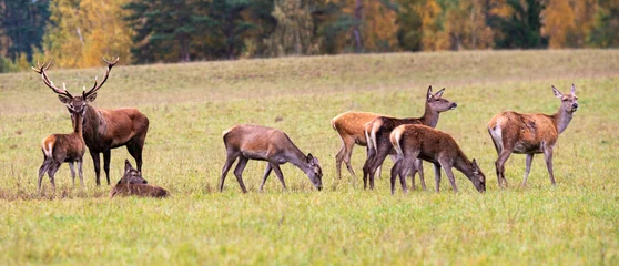 Foto op Plexiglas Herfst idylle. Een grote familie herten onder leiding van een leider. Herfstpanorama. © Stanislau Vyrvich