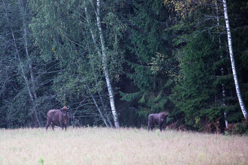 Two large bison graze at the edge of the forest © Stanislau Vyrvich