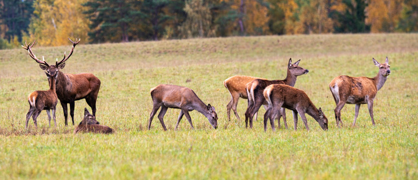 Autumn idyll. A large family of deer led by a leader. Autumn panorama.