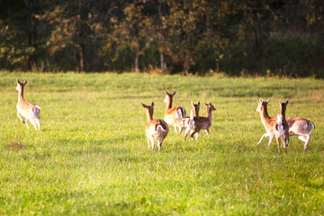 Autumn idyll. Runaway roe deer. © Stanislau Vyrvich