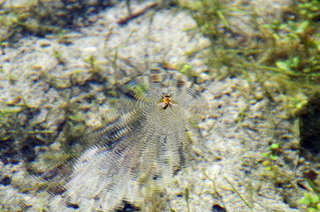a drowning bee in the water
