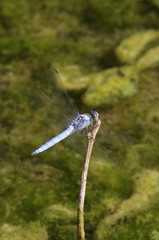 closeup view of azure dragonfly