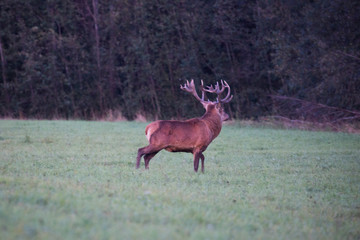 A handsome deer goes towards the forest to his girlfriends © Stanislau Vyrvich