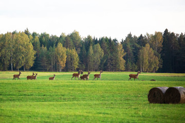 Autumn evening. A herd of deers in a forest glade © Stanislau Vyrvich