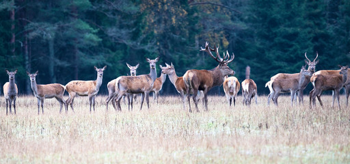 Naklejka na ściany i meble Autumn idyll. Panorama of a herd of European deer and fallow deer