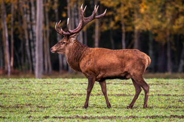 Autumn idyll. European deer proudly inspects their possessions