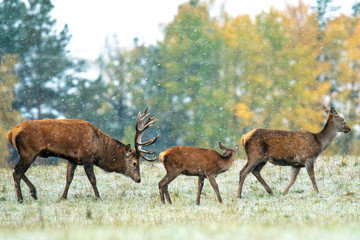 A male deer drives his cub and his wife into the forest © Stanislau Vyrvich