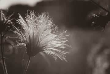 ThistleClose up of a thistle in autumn, in black and white, silky contrast, thistle seeds in the sunlight, flying seeds, black and white photo