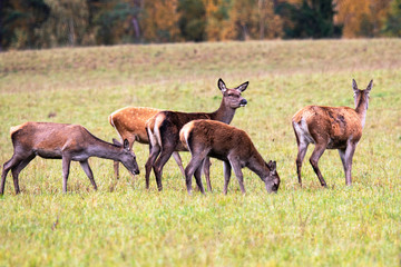 Naklejka na ściany i meble Five deer sisters graze in the autumn forest meadow