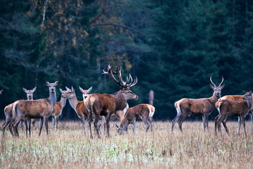 Naklejka na ściany i meble The deer leader protects his herd from rivals. Autumn fall rut deer