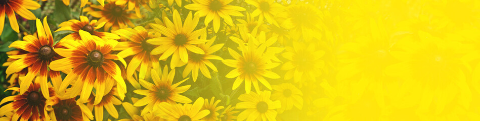 Beautiful summer  flowers - Panorama, background, banner