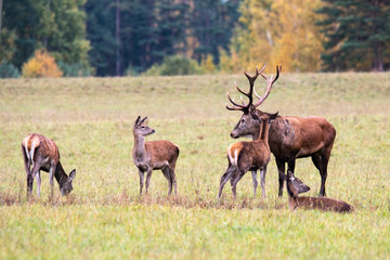 Naklejka na ściany i meble Autumn evening. Handsome deer and his herd graze in a forest meadow
