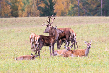 A herd of young deer is resting in the meadow. Autumn © Stanislau Vyrvich