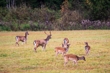 A small herd of fallow deer grazes in a meadow near the forest