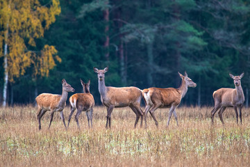 Sika deer walks in fresh snow © Stanislau Vyrvich