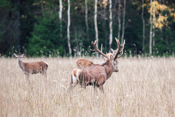 Handsome deer guards his flock © Stanislau Vyrvich