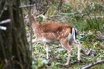 Sika deer walks in fresh snow