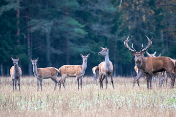 Six young female deer guarded by their leader © Stanislau Vyrvich