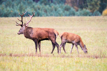 Beautiful deer proudly courtes his girlfriend during rutting