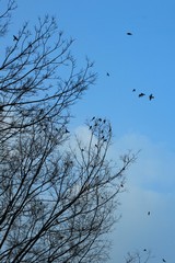 birds on tree