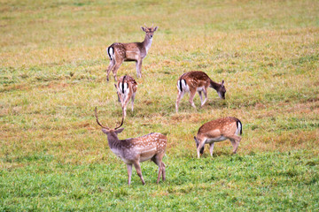 Five fallow deer graze in a forest meadow on a sunny day © Stanislau Vyrvich